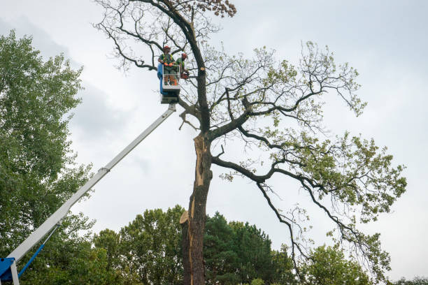 Best Professional Tree Care  in Camden, AL